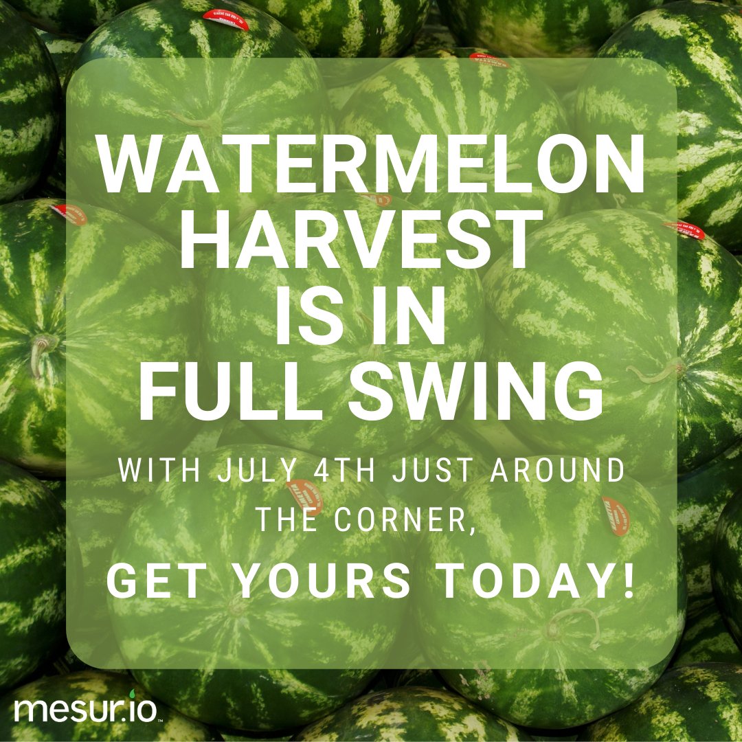 mesur_io's tweet image. Fresh watermelons are available now! Support your local farmers by purchasing a watermelon to celebrate July 4th.