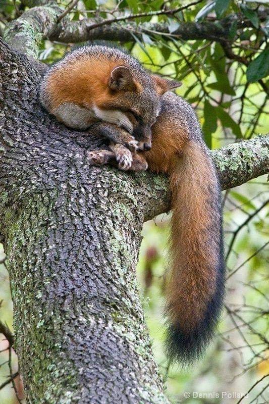 _hello_univers's tweet photo. #animalstwitteraccount  #animals https://t.co/rgTndu4Nnc