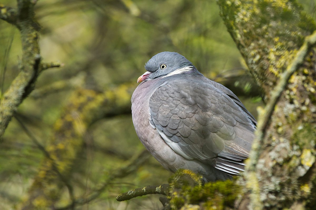 CWThomasPhotog1's tweet photo. A grumpy looking pigeon. https://t.co/Y6xbXqfyav