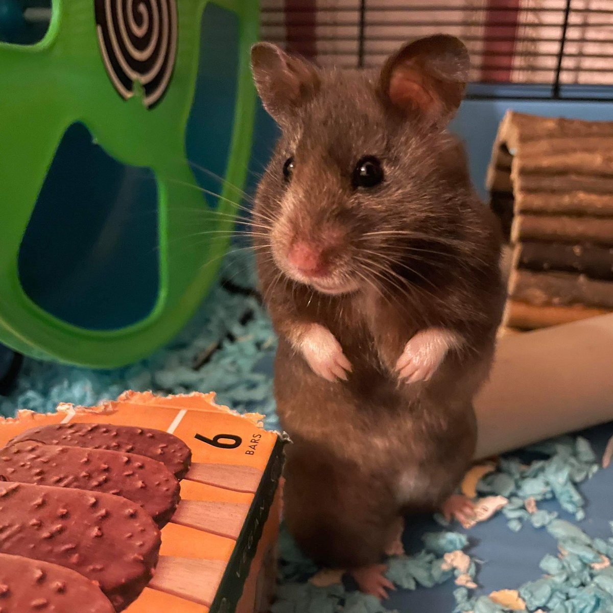 hamsterofthe's tweet image. 📅3rd July 2021
🐹 Mr Whiskers
🏷️ @Jess_EL_Chick
💕#animaloftheday