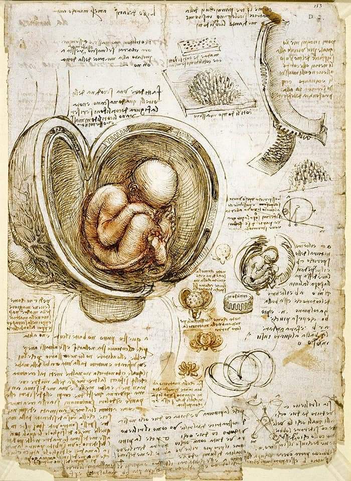 “Studies of the Fetus in the Womb” by Leonardo da Vinci (circa 1511).
