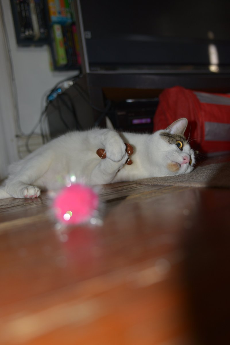 TheCatMalice's tweet photo. #CatsOfTwitter I protecting my toy from zombs! #ZSHQ @ZombieSquadHQ #cattoys #Phantom #gotee #cutenessOVERLOAD #serious business~Phantom https://t.co/Vigcj5iEge