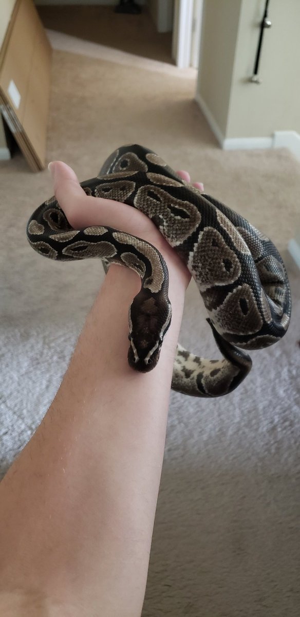 SputnikOF's tweet photo. @MintSaDui So cute! They grow up fast though! 
(VPI Axanthic) https://t.co/4RjGmrT7T6