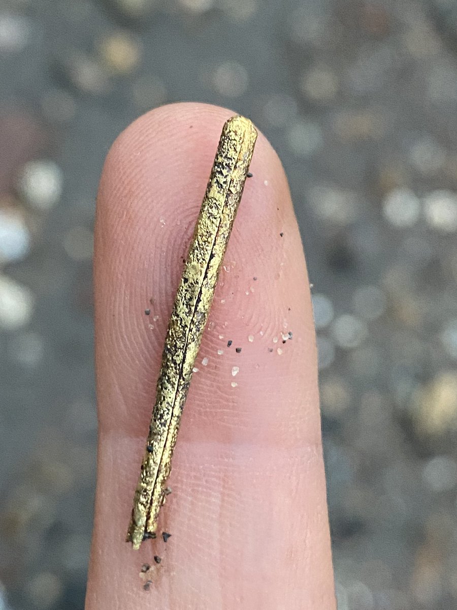 mudlarkanna's tweet photo. Handful of #golden aiglets and pins from the #thames #foreshore yesterday- natures #guilding, they๏ฟฝ๏ฟฝ๏ฟฝre actually copper. Used particularly in the 1500s nd 1600s to lace ends and for decoration. #mudlarking #reenactment #historicalfashion #thames https://t.co/zQir5dxVkf