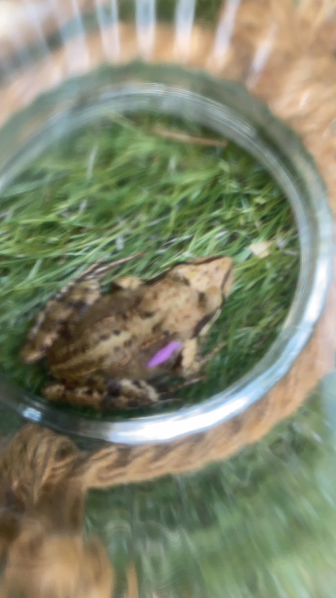 Stelletje Helden 😅🐸😹😹