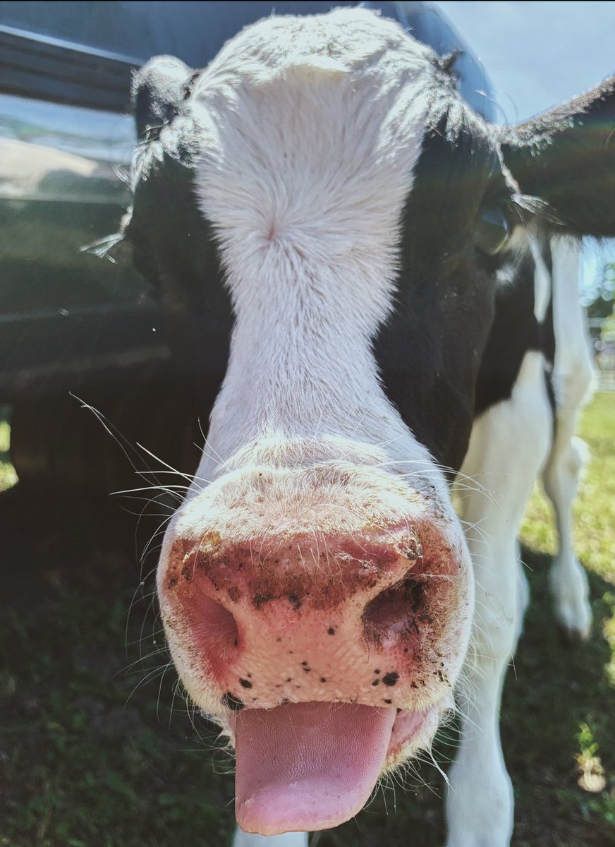 Cow of the Day🐮 tweet media