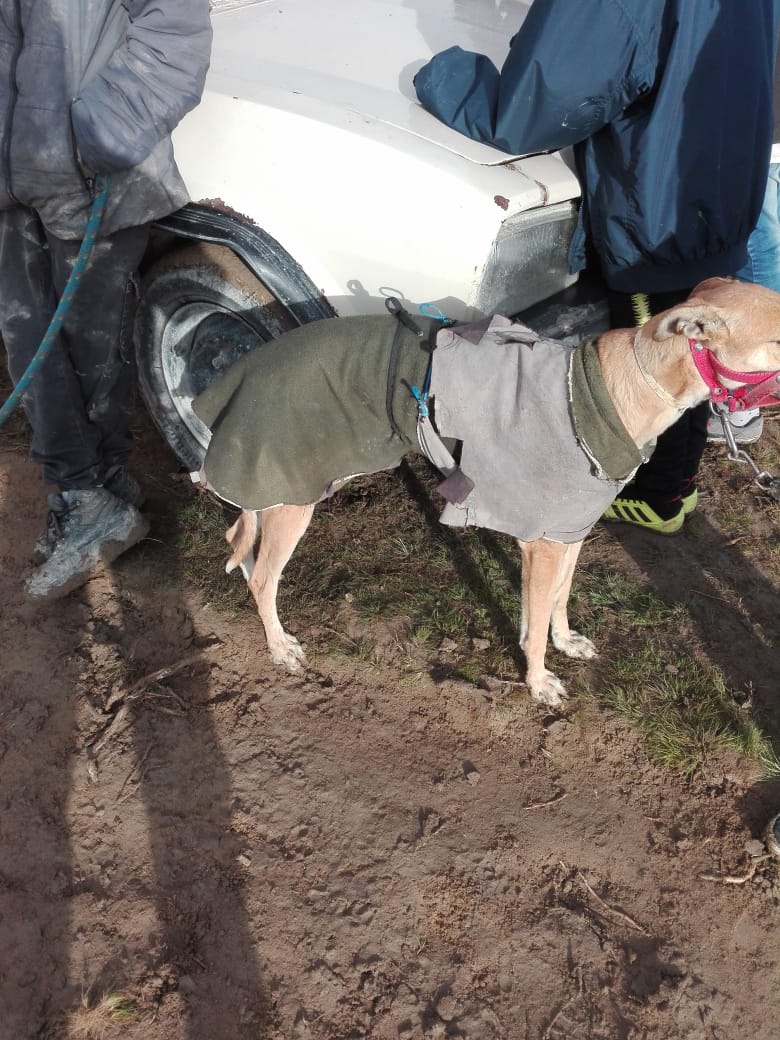 jorgeylaradio's tweet photo. #Madryn #CarreraDePerros #Desactivada
Personal de la UnidadRgional Madryn de la Policía Chubut desactivó una carrera de perros que se desarrollaba en la zona oeste de la ciudad, sobre las bardas. https://t.co/tilc43Czr1