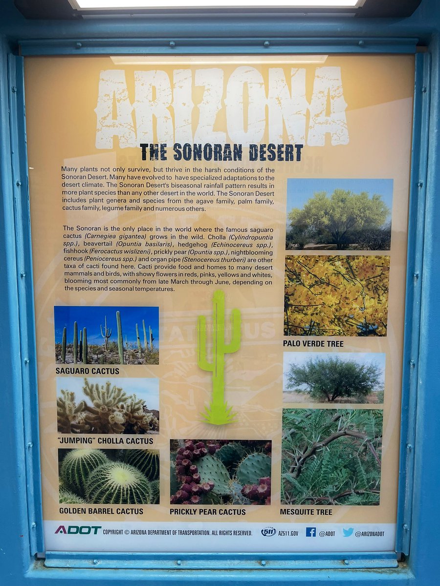 tkjr007's tweet photo. ขับผ่านทะเลทรายแถวรัฐ Arizona เราจะเจอน้อนน Saguaro ต้นกระบองเพชรที่สูงในโลก ยืนต้อนรับเราเต็ม 2 ข้างทางเลย

มันเป็นต้นไม้ที่เท่ที่สุดที่ผมเคยเห็นเลย 
ยืนเท่ท่ามกลางความเวิ้งว้าง 😅

ที่เจ๋งกว่านั้นคือน้อน Saguaro มีแค่ที่เดียวในโลกที่ทะเลทราย Sonoran รัฐ Arizona และประเทศ Mexico https://t.co/QA3e7aiNNv