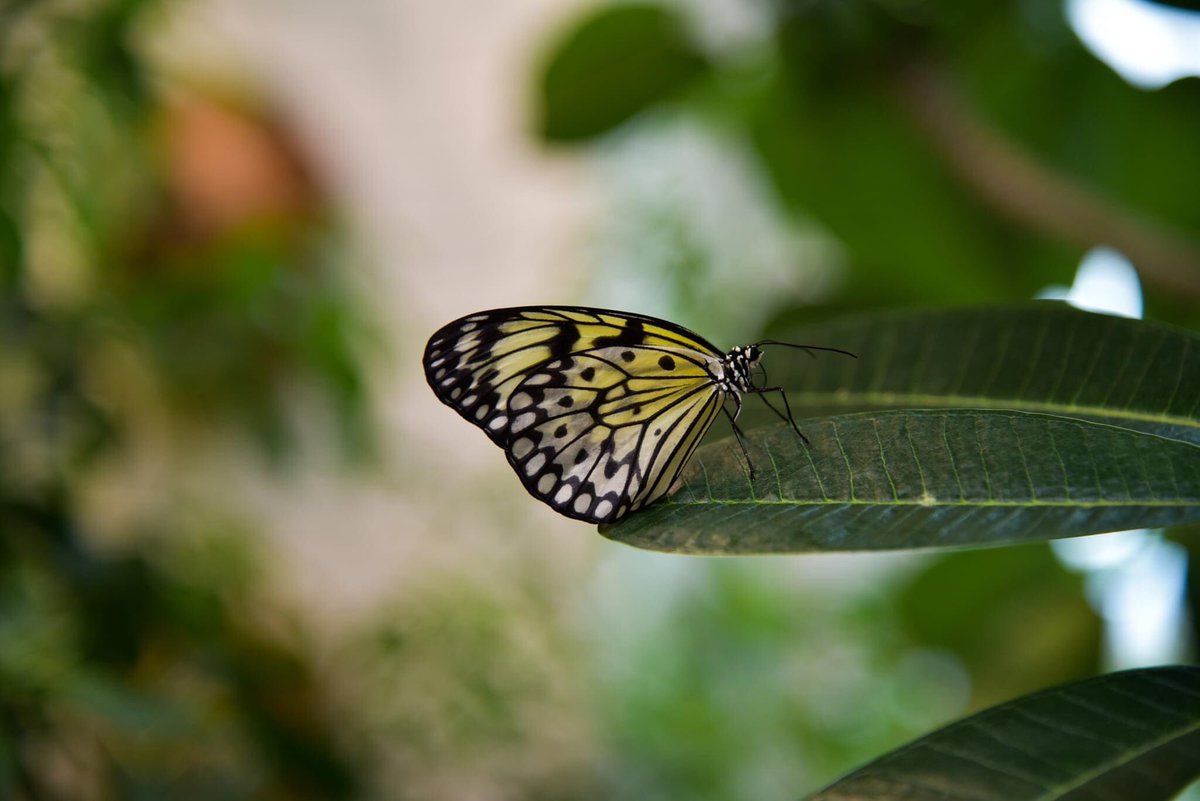 VPellechio's tweet photo. Explored @hersheygardens and got to meet butterflies 🦋 &amp; chipmunks. Fun fact: My name means butterfly in Greek. https://t.co/tQ6Vyx1ZMd