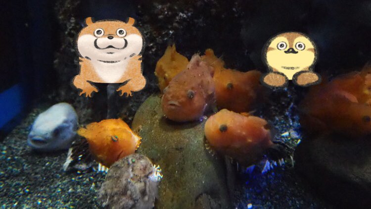 ぬんぞう 2年前に行った時のフウセンウオたち 昨日行った時のフウセンウオたち フウセンウオ ダンゴウオやホテイウオたちもとてぃも大きくなっててビックリしたんだぬ お魚さんたちの成長した姿が見れて感動したんだぬ えのすい 新江ノ島水族館