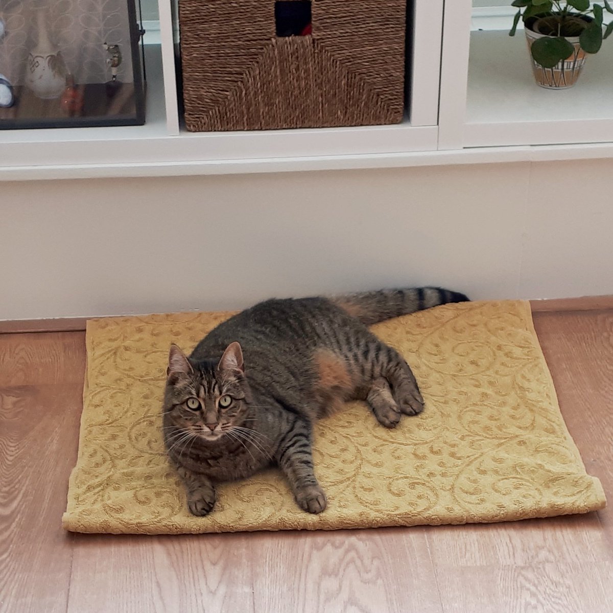 Heldinne's tweet photo. de continuing story of #Frija en het koelmatje #kattenspam https://t.co/ST8zGMZDDq