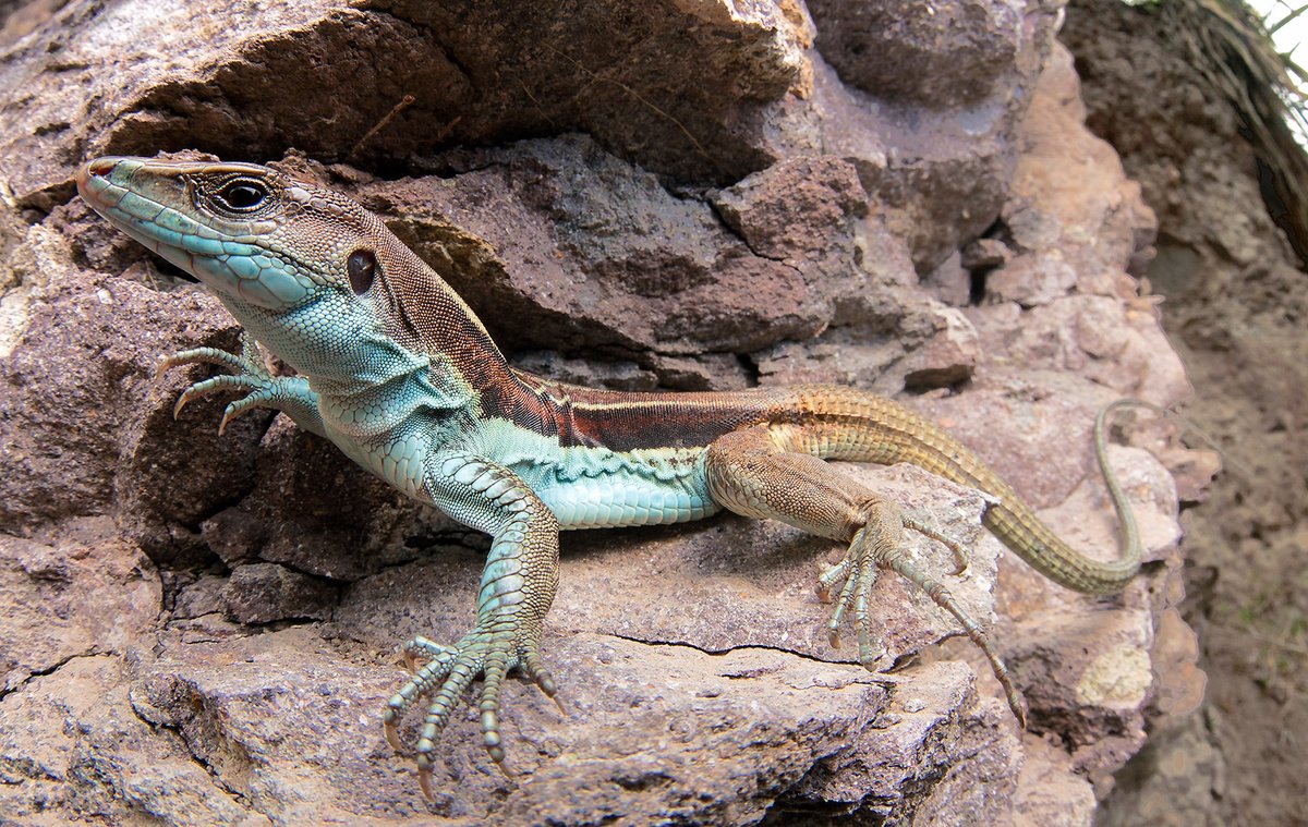Re:wild (@rewild) on Twitter photo Search teams with <a href="/TropicalHerping/">Tropical Herping</a> found these species for the after exploring the Andes many times in the past. Read about the emotional first moments they saw them. Search teams with <a href="/TropicalHerping/">Tropical Herping</a> found these species for the after exploring the Andes many times in the past. Read about the emotional first moments they saw them.