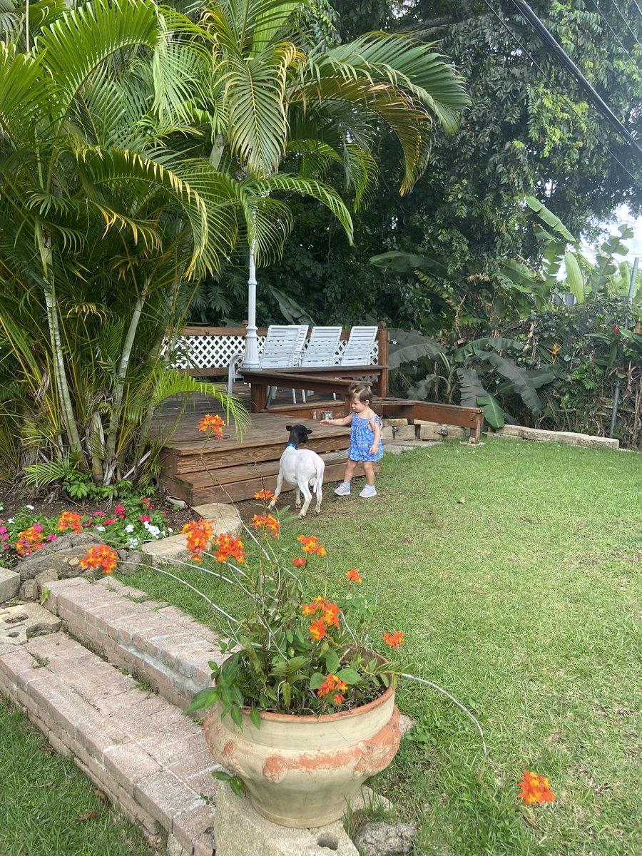 marisolrushing's tweet photo. Nivel de conocimiento sobre ovejas: aún le digo cabra. 

Pero con esos abrazos de Marena será feliz. Lo prometo. 

Bienvenido a casa, Derek Sheepherd. 🐑 🤍 https://t.co/A8SUnhaEzP