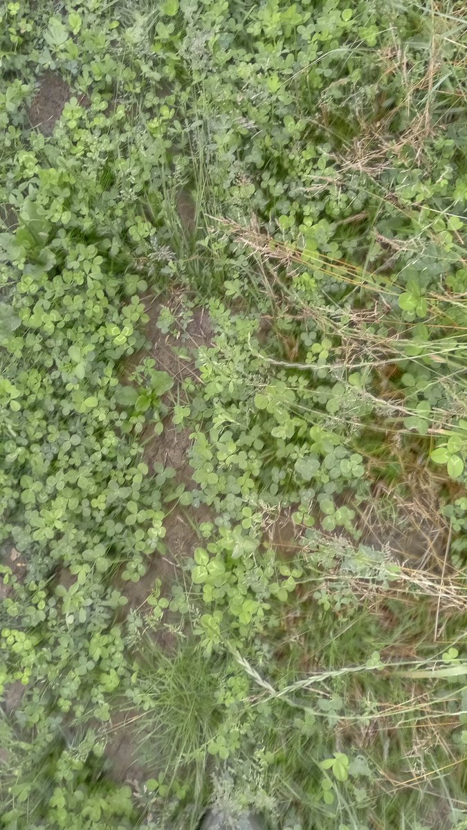 Sur-semi de mes bandes enherbées
Les trèfles et luzerne trouvent leur place