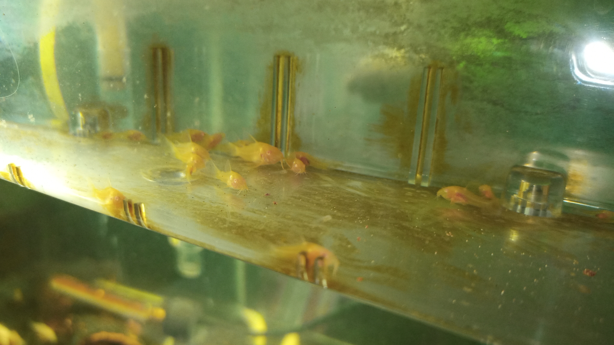 Corydras Aquarium Corydrasa Twitter