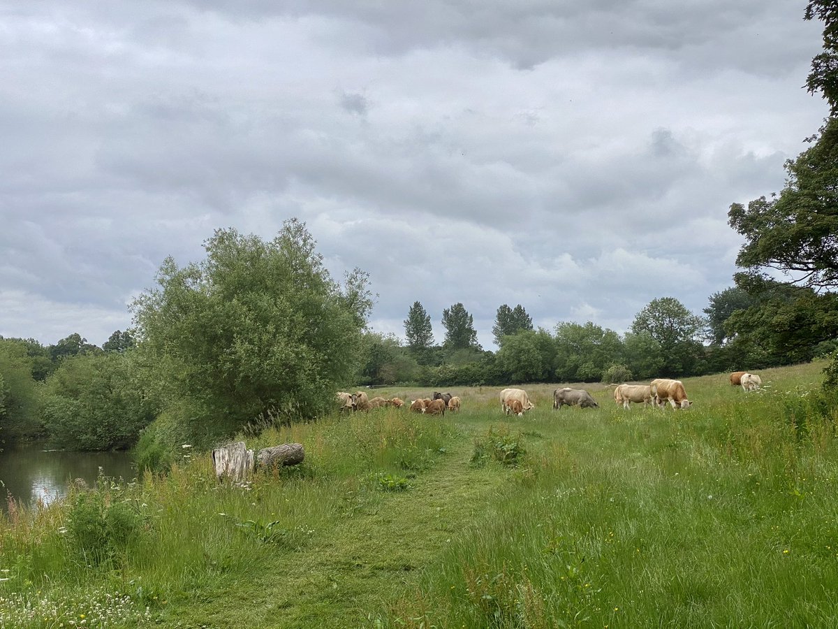 feel_paul's tweet photo. #itsgrimupnorth #local #exercise #stroll #photo #distraction #rural #lifestyle @RamblersGB #countryside #wildlife #vegetation #cattle #derwent #makeithappen #keepitcountry #farawayfromthemaddingcrowd #godsowncounty #highcatton @sbib_bloom @East_Riding @Welcome2Yorks #Yorkshire https://t.co/XMRAnjbUaF