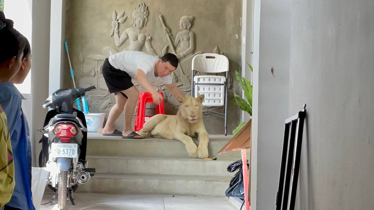 pheaktraneth's tweet photo. #Cambodia’s Ministry of Environment congratulated Cambodian coalition authorities and #WildlifeAlliance to rescue a pet lion. According to the law, People don’t have right to raise wildlife animals at home. Wildlife animals should be in the natural forest. Against #wildlifetrade https://t.co/q9VQdLKlio