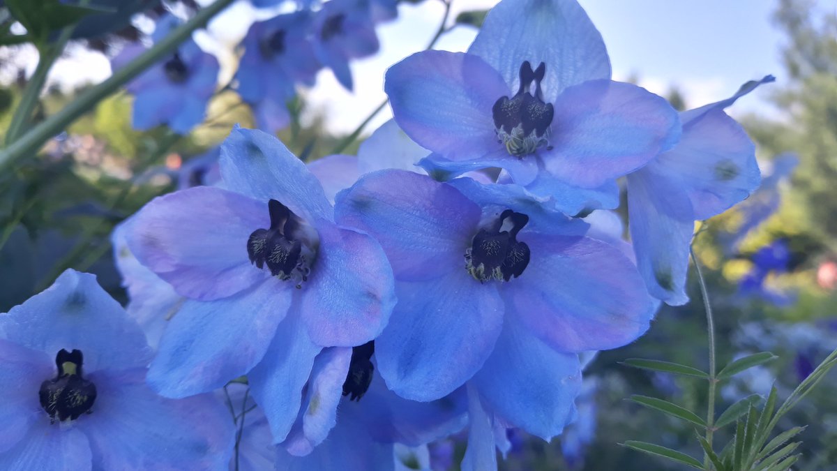 blind_rogal's tweet photo. Some flower photos I took today https://t.co/1WKSrWQRkf