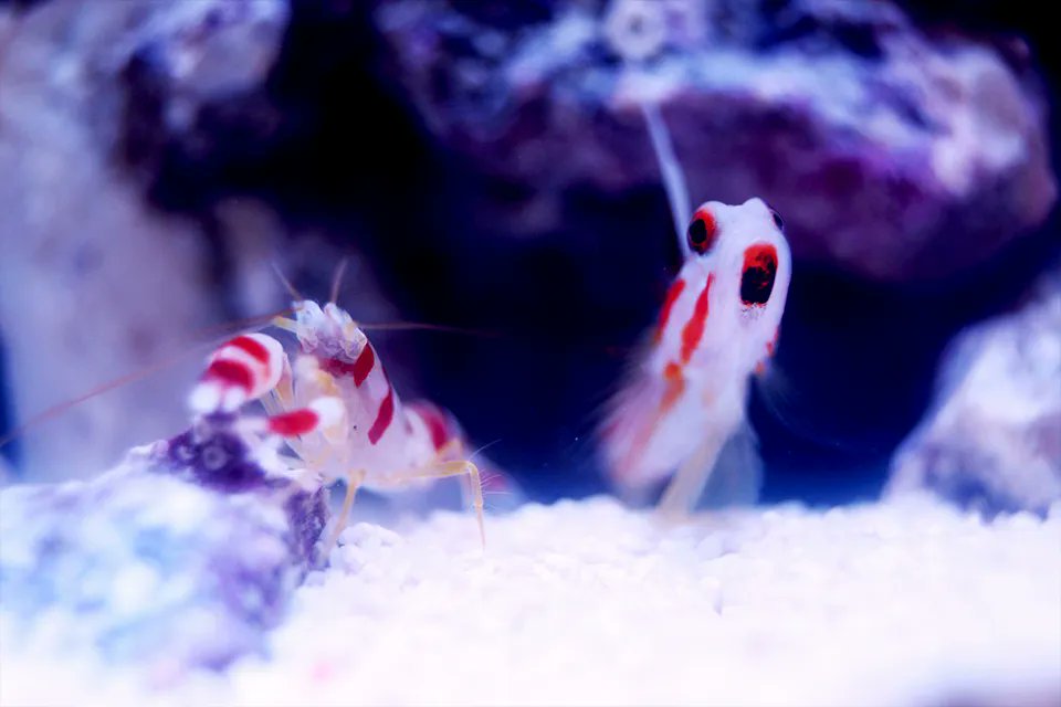 randalls pistol shrimp