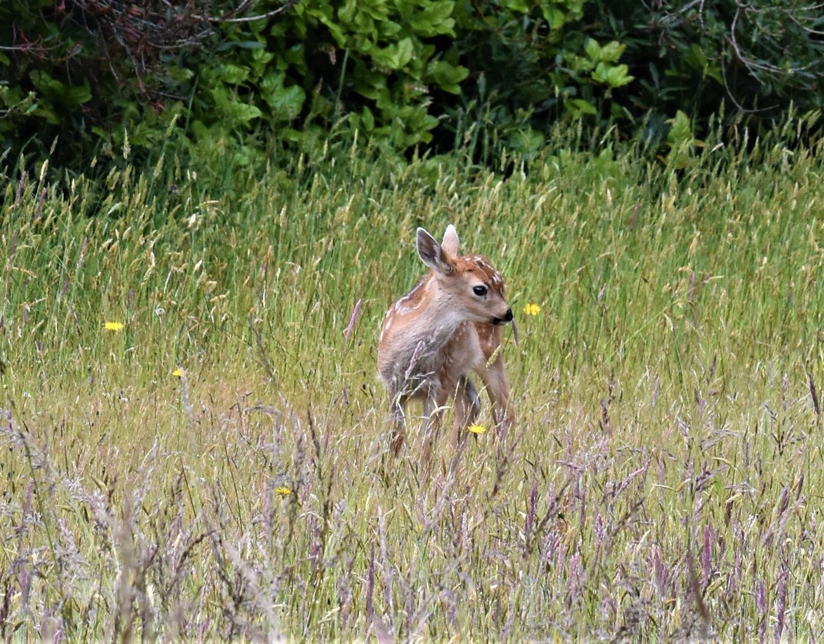 Baby Black-tail in Ocean Shores, WA. Fawn and Momma walking around, no worries.