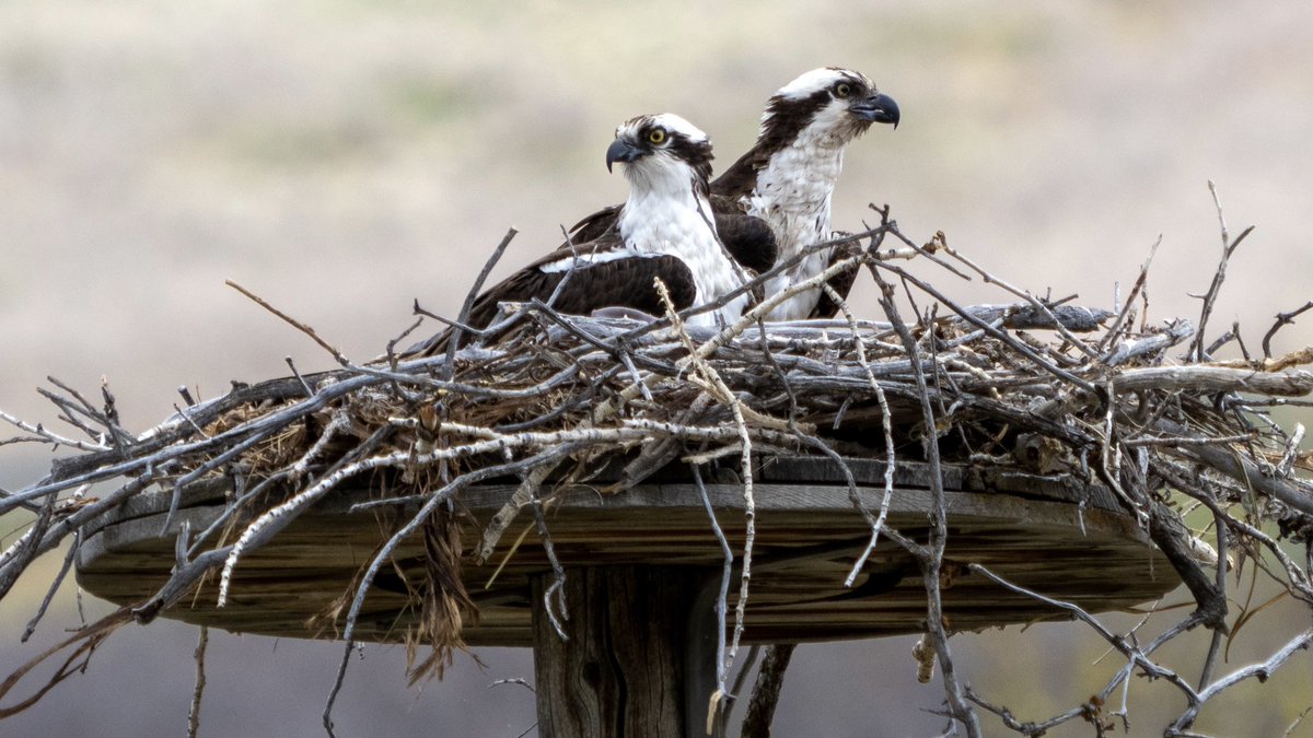 BirdsAndBinocs's tweet photo. Sunday morning... staying in bed #lieIn #Osprey
#parkcity #utah #utahwildlife #birdsofutah #birdsofparkcity #utahbirding #birds #birdwatching #birding #ornithology #Olympus #birdphotography #HeberCity #Heber https://t.co/NDEiGSMuke