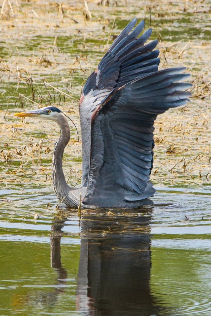 KFlanaganphotos's tweet photo. Beautiful wings up and ready for takeoff. Great Blue Heron #nature #wildlifephotography https://t.co/gVw81WrIj5