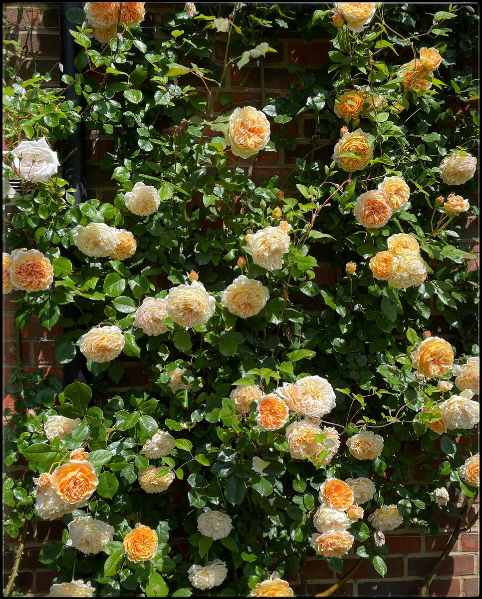 CJArcherCVG's tweet photo. Glorious roses. Clients garden. https://t.co/vxqgWKv6bS