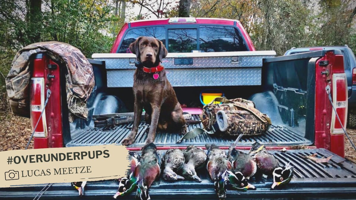 Over_Under_Co's tweet photo. This is what they mean by a "hunting dog"! 👀 #OverUnderPups https://t.co/AQQjIgVdYc