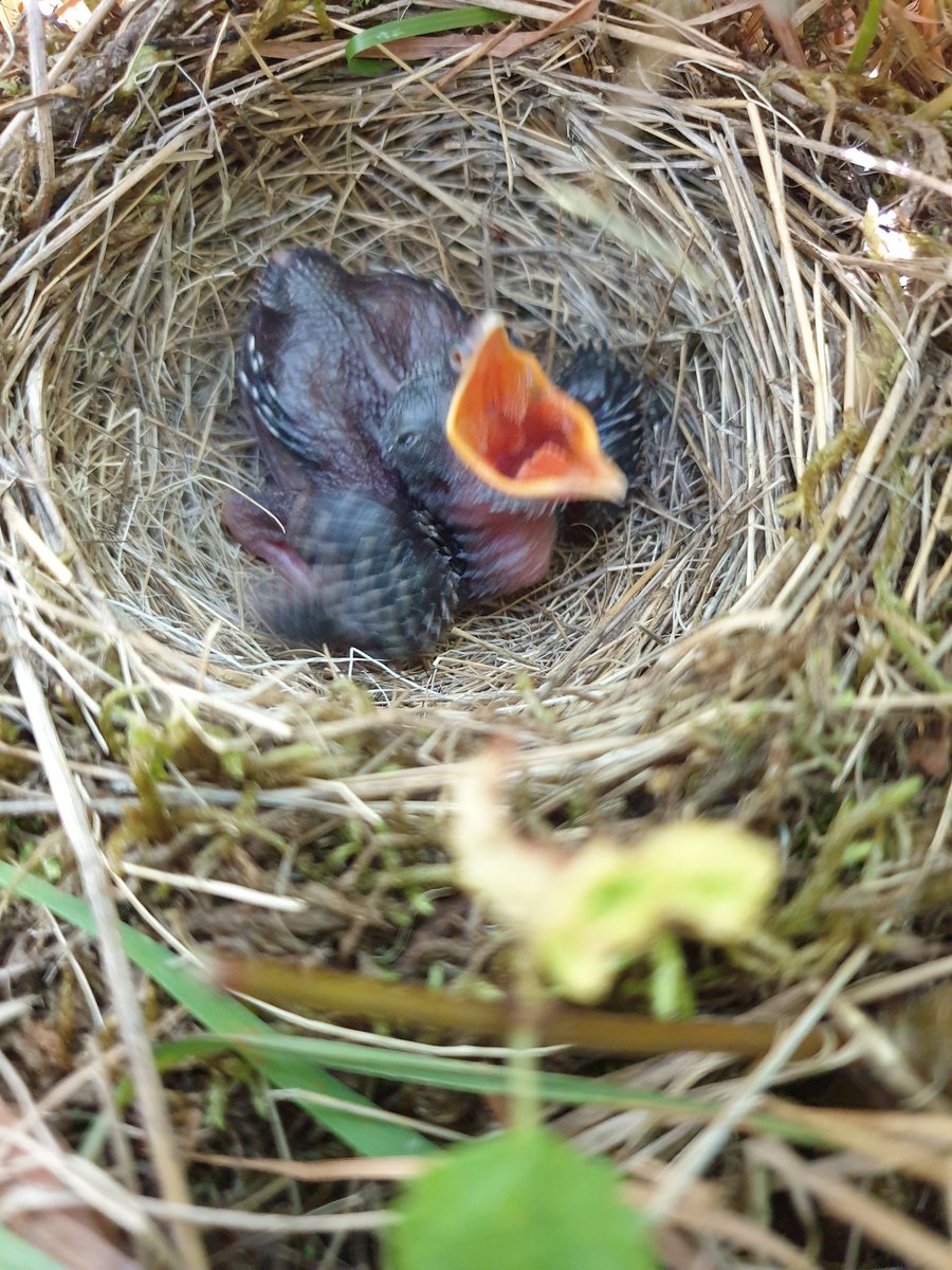 7 days to die bird nest poosecond