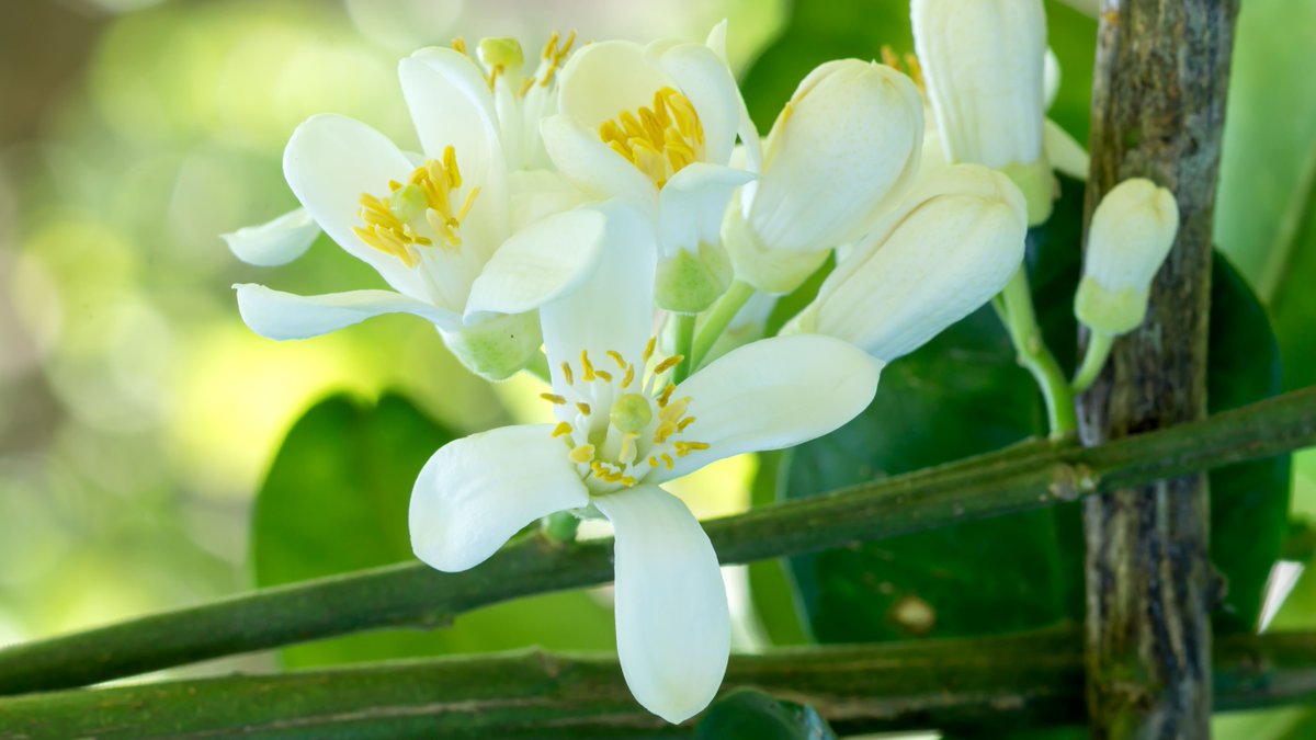 Did you know that the state flower is an Orange Blossom? Being one of the most fragrant flowers in the state, you can find it throughout central and south Florida!
#orangeblossomday #oldtowntrolley #ottkw #keywest #floridakeys #southernmostcity #milezero #keywestvacation