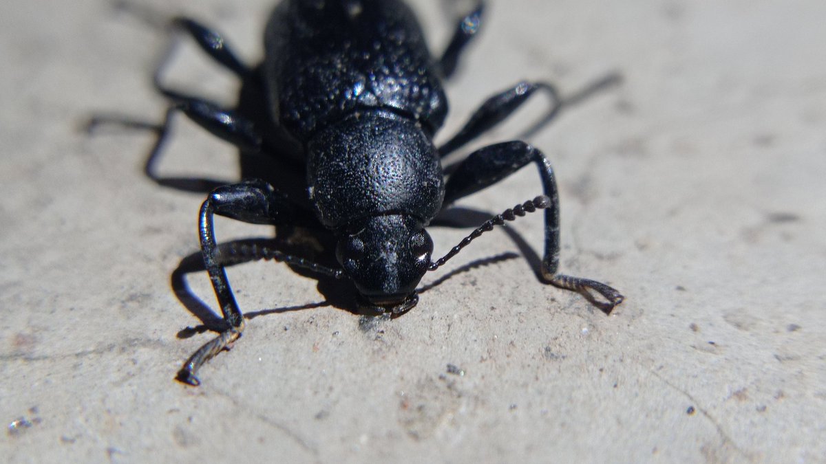 Capture_nature_'s tweet photo. This shiny black beetle for insect lovers out there🤩
#insect #macro #nature #insects #macrophotography #naturephotography #insectphotography #insectsofinstagram #photography #wildlife #butterfly #bugbugs #perfection #entomology #naturelovers #world #of #photooftheday #flower https://t.co/egFqiPAJdr