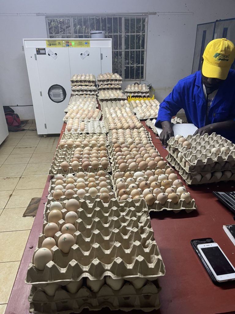 It’s been a busy afternoon. Incubator loading day today. Winter has meant that the hatching takes an extra 2-3 days. But we are keeping on. The Lord has been good to us. Happy new week ahead. Stay safe
#ichavanhoroondo