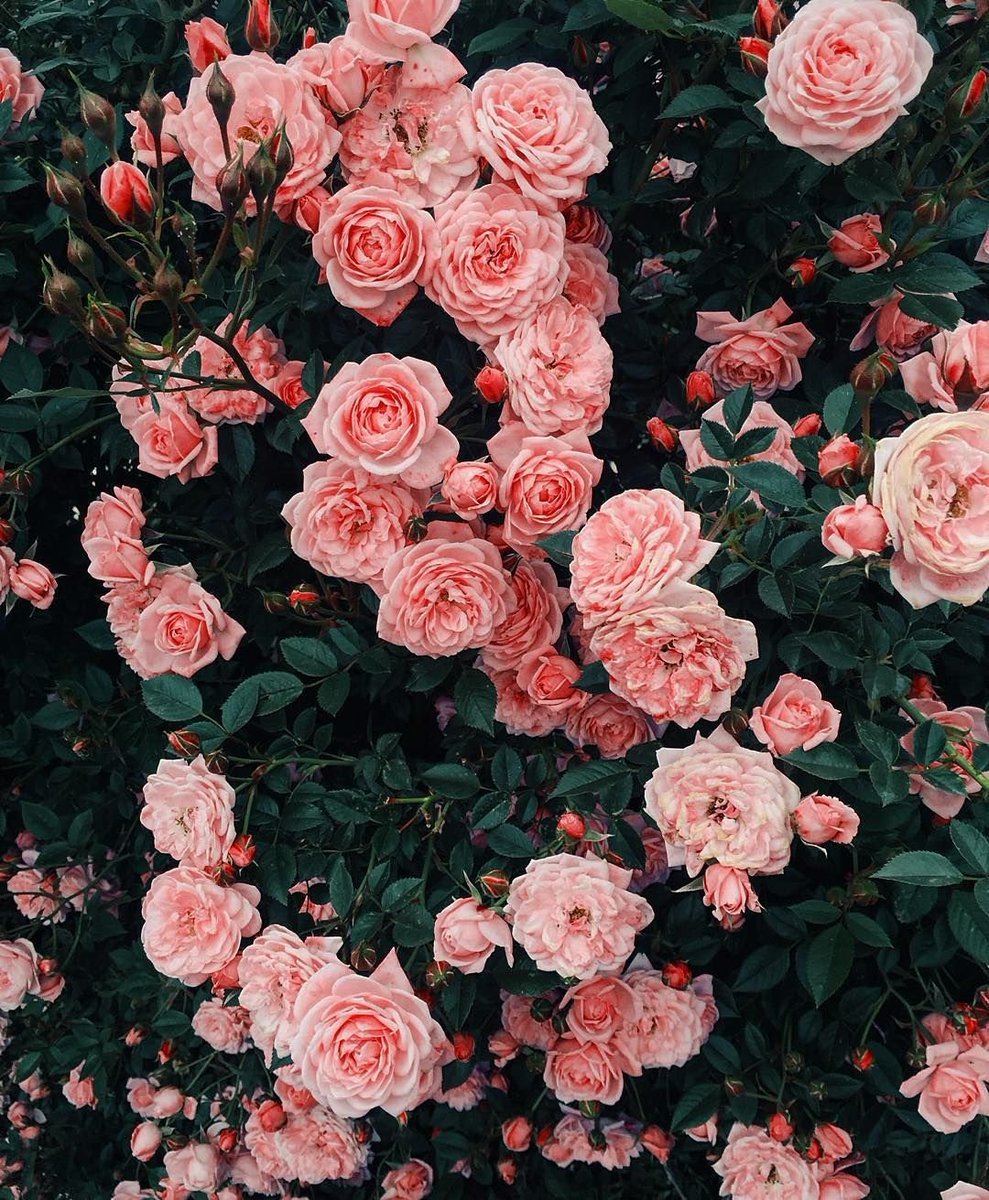 Rachael (@rachaeldeckardd) on Twitter photo 