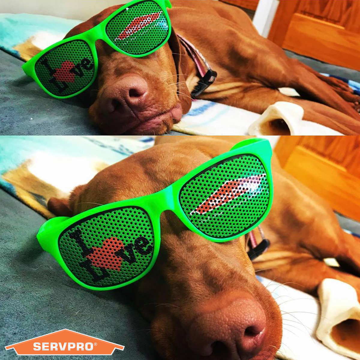 Clearly, this doggo has a bright future. . . #nationalsunglassesday