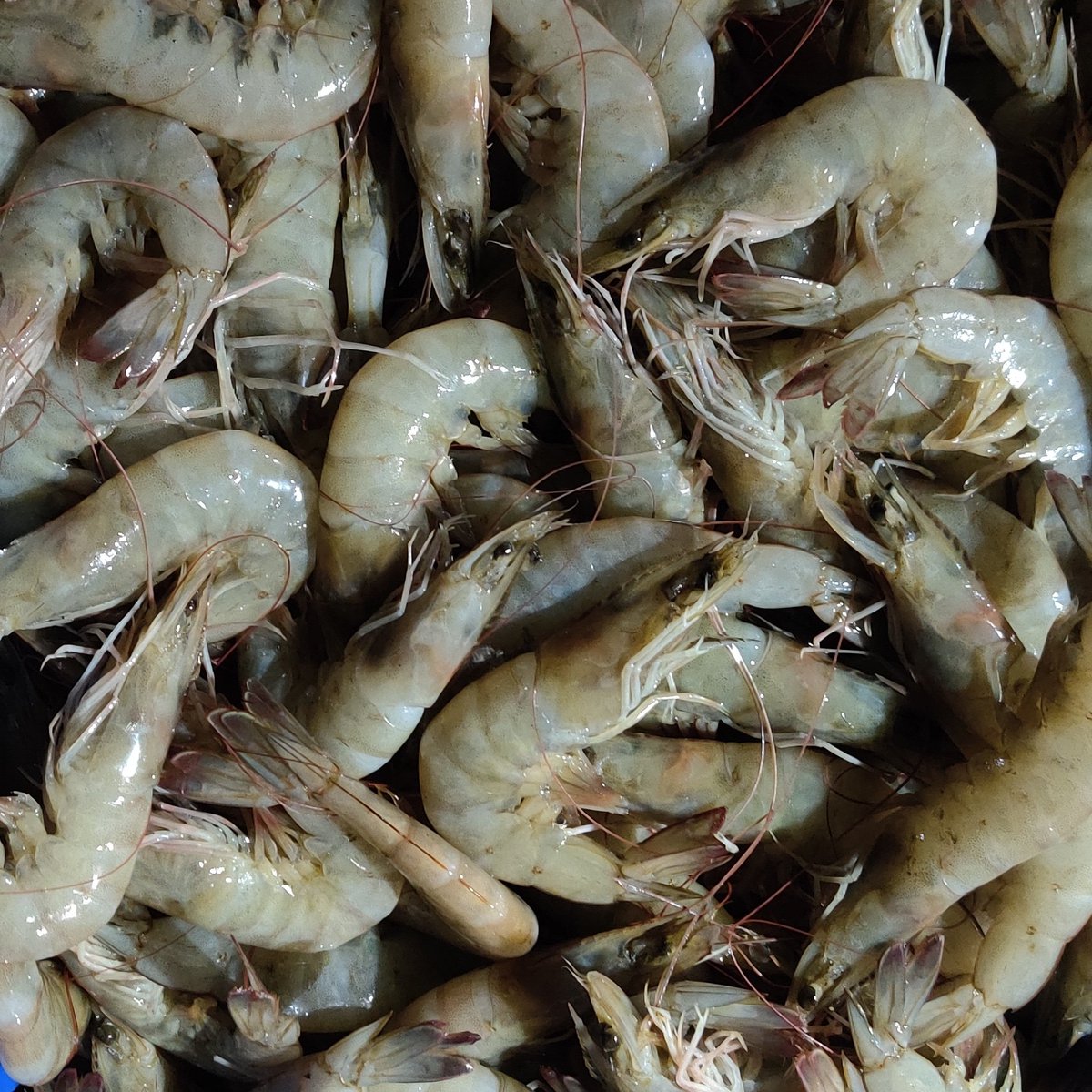 FoodRoy tweet picture