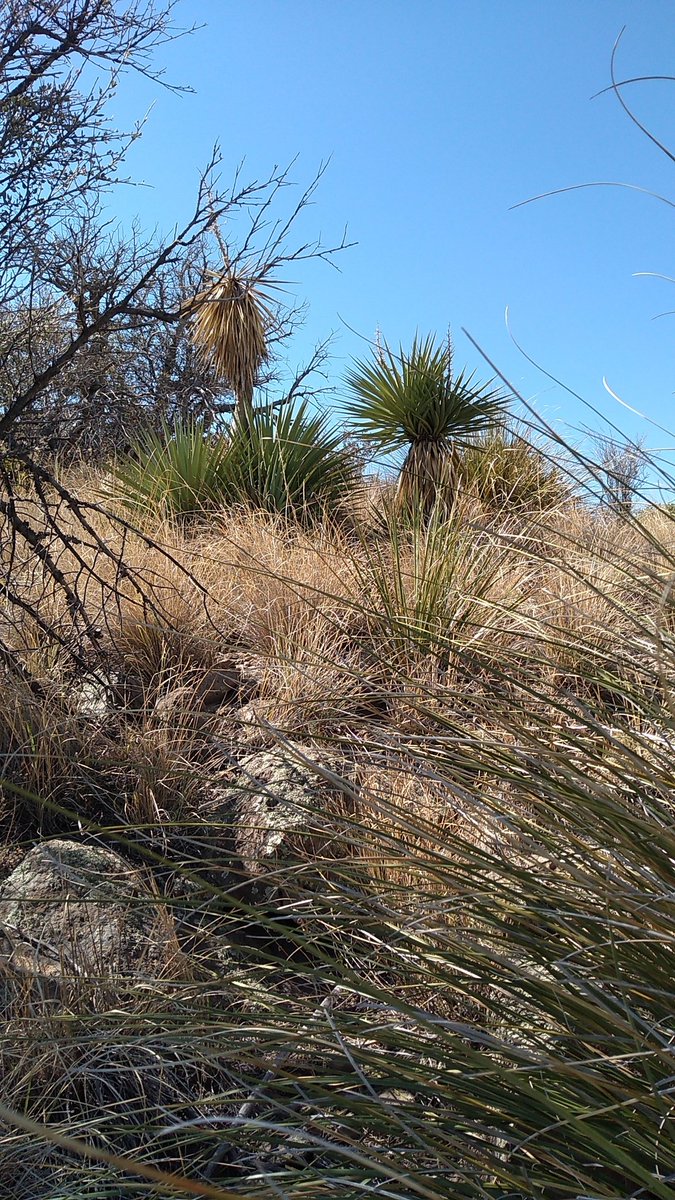 kj7noy's tweet photo. A website that I will cite later told me that I might find this here. Yucca mackenzie has inflorescences nestled in the rosette and grows on mountains. Did I get it right? Sugarloaf Mountain #chiricahua #nationalmonument #ARRLFD #botany #taxonomy https://t.co/tC6U4akkqb