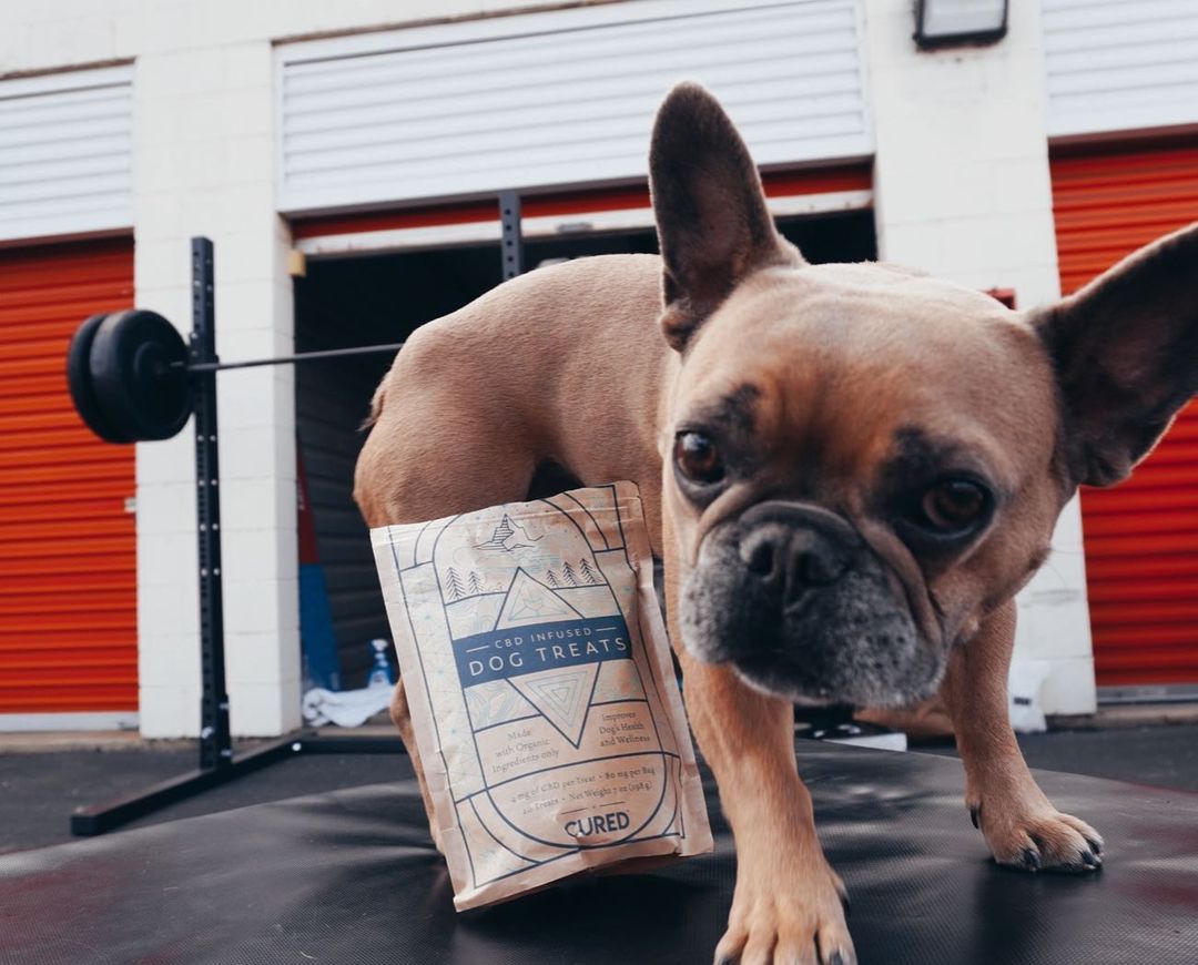 DirectHemp1's tweet photo. We're pawsitive that your pets will love our CBD products too. 🐾 💚  We carry a variety of great brands' CBD pet treats, tinctures and other products!

Shop today and treat your furry friend to some CBD relief. Shop here: https://t.co/DxR7OEPY8k

#repost @kelskiel https://t.co/0OuHennZuS