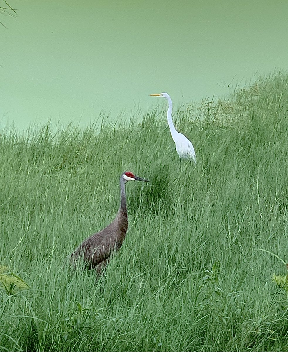 Keeping watch. 
#TwitterNatureCommunity #egret #SandhillCrane #birds #birdwatching #NaturePhotography