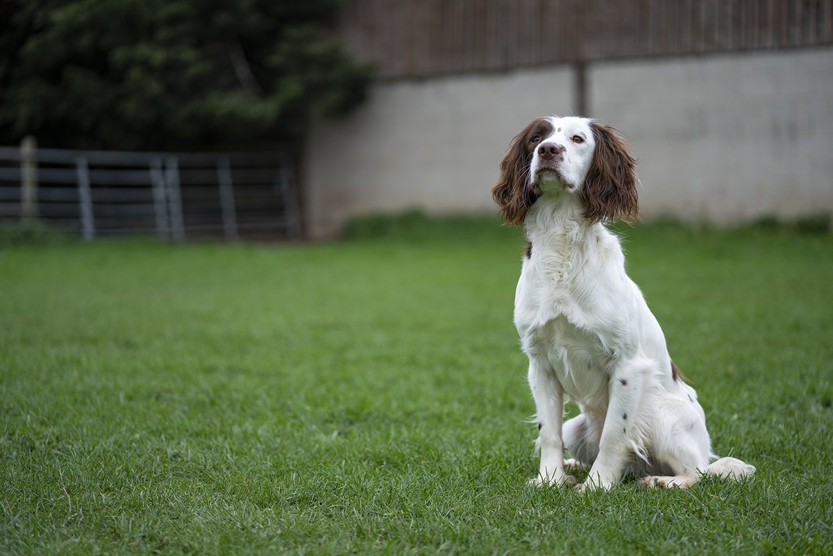 Very soon we will be launching our online booking platform for all our 1-2-1 training session slots.

Until then, should you wish to join us or ask our advice please contact us.
01302 496970
stoneycairn.com 

#stoneycairn #gundogtraining #yorkshire #gundog #lancashire