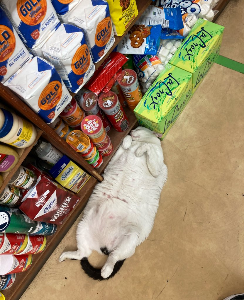 Bodegacats_'s tweet image. 