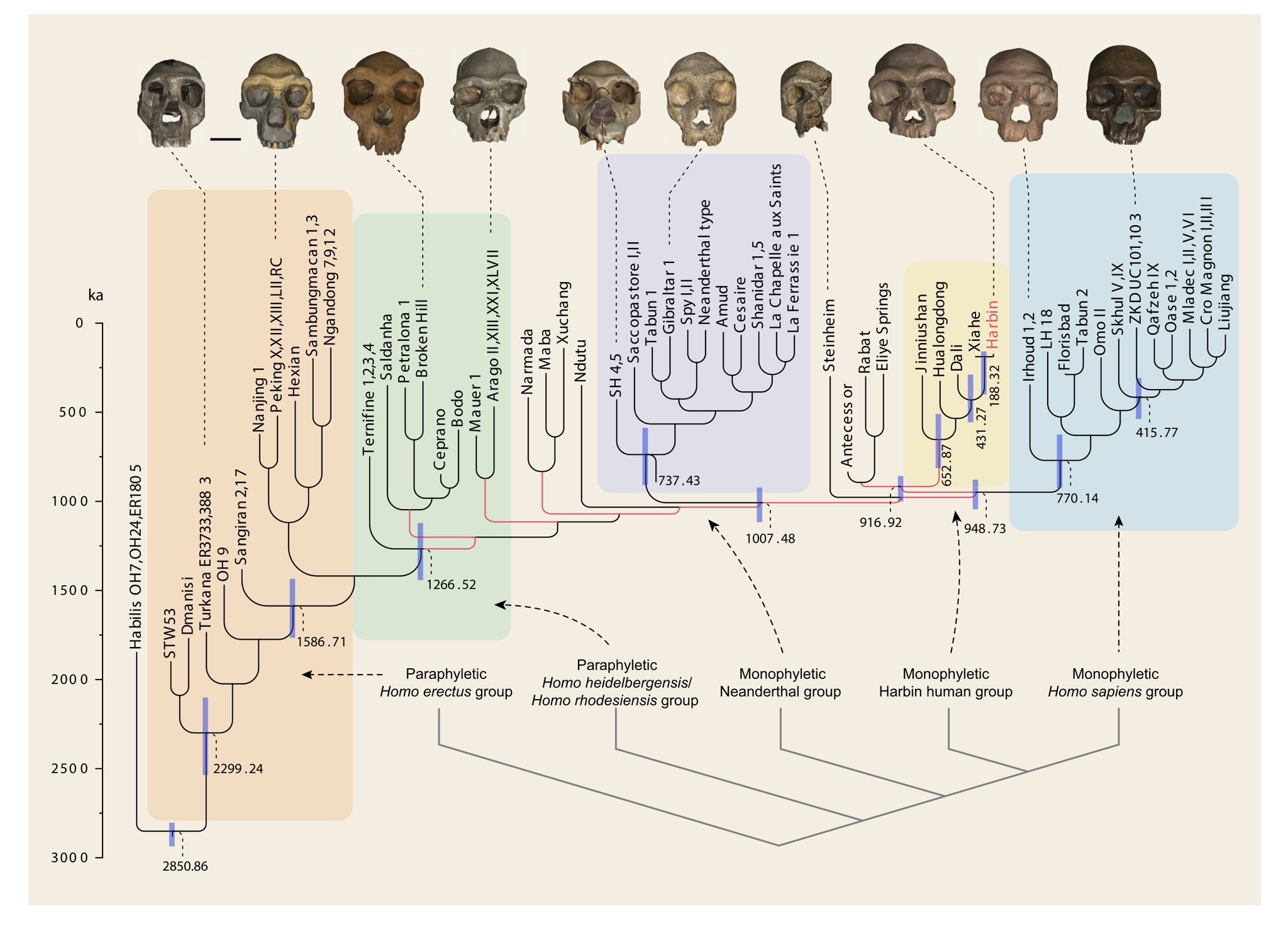 árbol De La Evolución Humana Árbol Filogenético De La Vida Y Del
