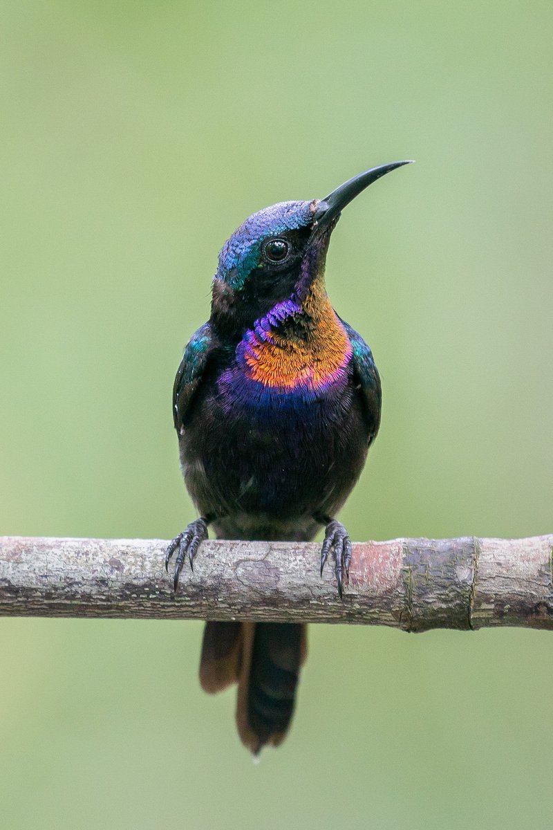 RussellAbrams80's tweet photo. Copper-throated Sunbird
Singapore

#bird #nature #russellabrams #wildlife #animal https://t.co/CuSla7VtZH