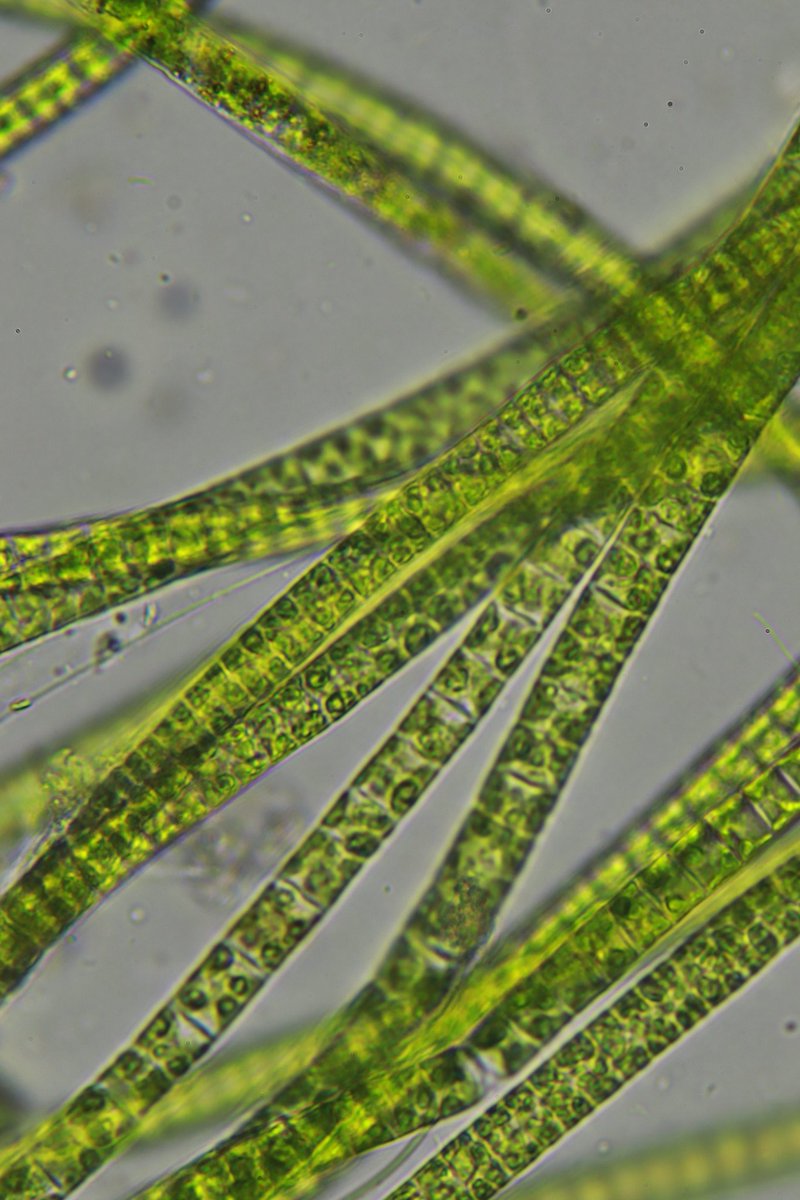 microonstream's tweet image. Geen algae at 120x magnification, probably Microspora sp. (???). 

#Biology #learnoninstagram #lifeunderthemicroscope #life #green #algae #microscopy #microscope