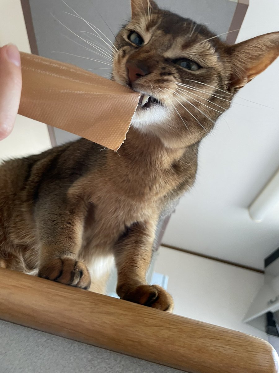Myu ガムテープ好き 猫好きさんと繋がりたい にゃんこ Cat 猫