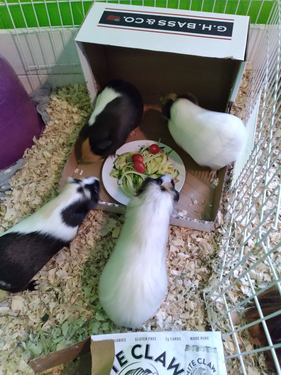 amandajoyB's tweet image. #pigparty🐹 #SpaghettiSunday 🍝 #zucchini #tomato #parsley #HappyAdoptionDay #SugarPigs