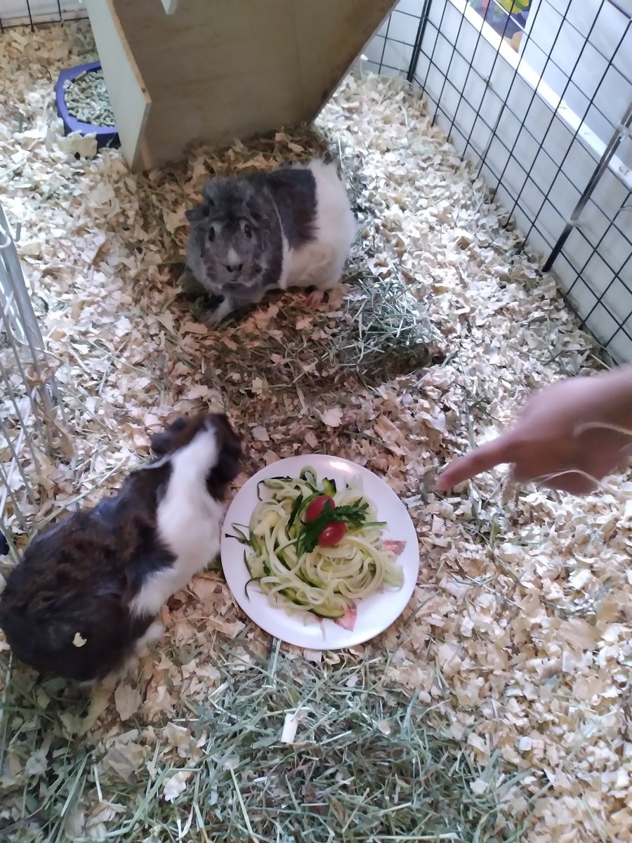 amandajoyB's tweet image. #pigparty🐹 #SpaghettiSunday 🍝 #zucchini #tomato #parsley #HappyAdoptionDay #SugarPigs