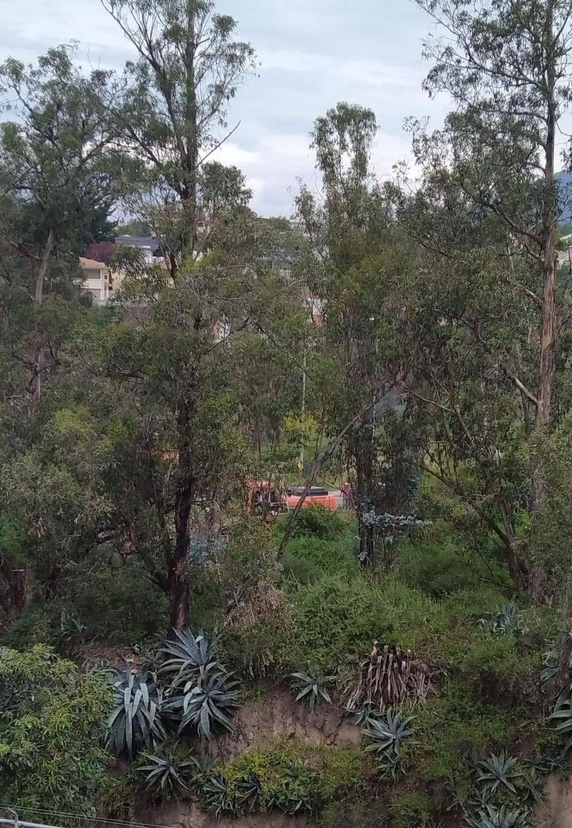 Auxilio...Están con máquinas destruyendo los árboles junto a la quebrada tejar... A la altura de la Mazda Cumbaya. No talen los árboles  🙏🏻 <a href="/Ambiente_Ec/">ambiente_ec</a> <a href="/ObrasQuito/">Obras Quito</a> #DefensoresDeLosArbolesDeQuito #DefensoresDeLosArboles #Naturaleza <a href="/ambientequito/">Ambiente Quito</a> <a href="/EmAseoQuito/">Empresa Aseo Quito</a> <a href="/santiguarderas/">Santiago Guarderas</a>