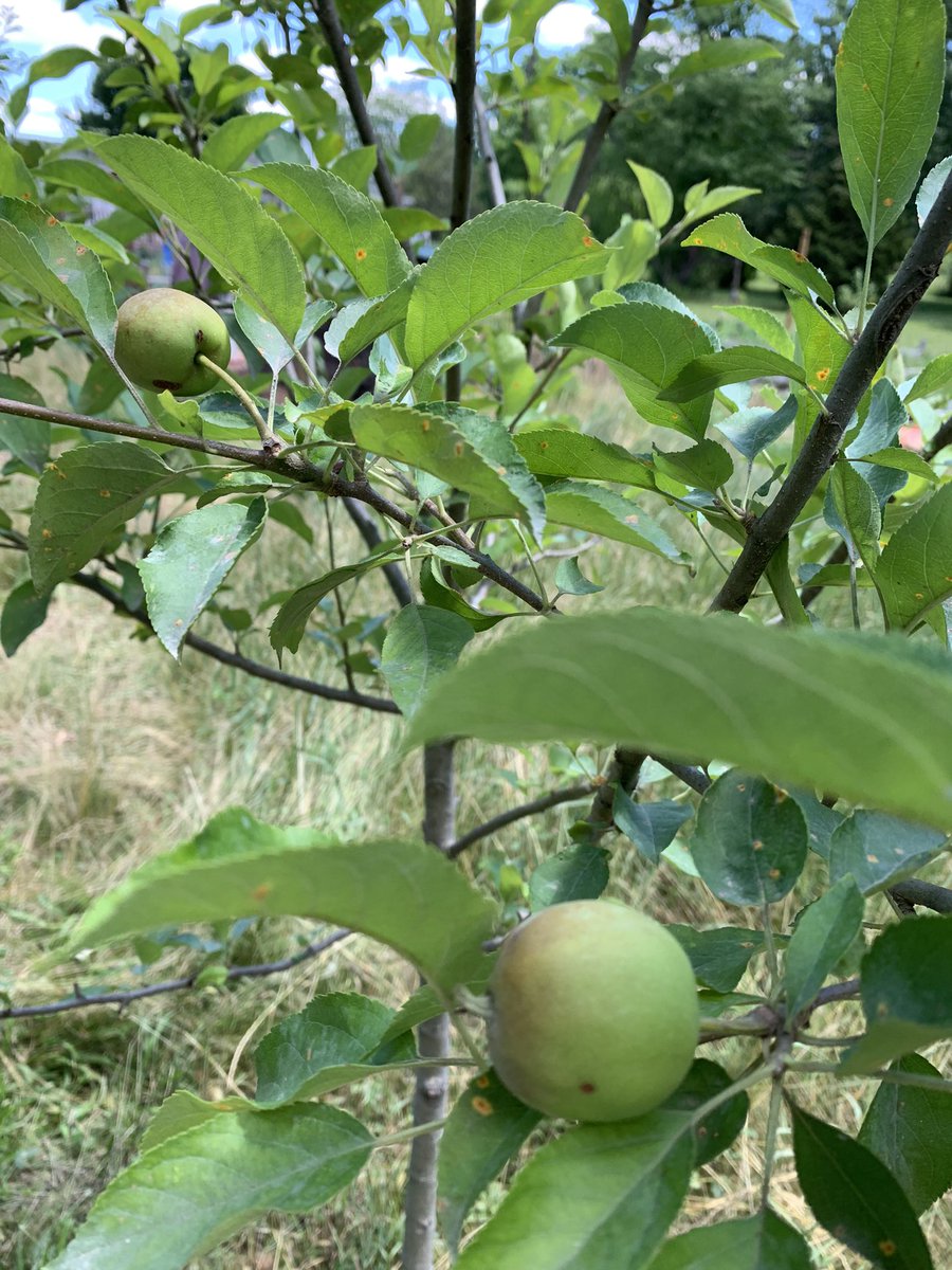 fhjess33's tweet photo. Orchard is looking good! Apples/pears/peaches! @GrayFeist https://t.co/gF0mVrNJdI