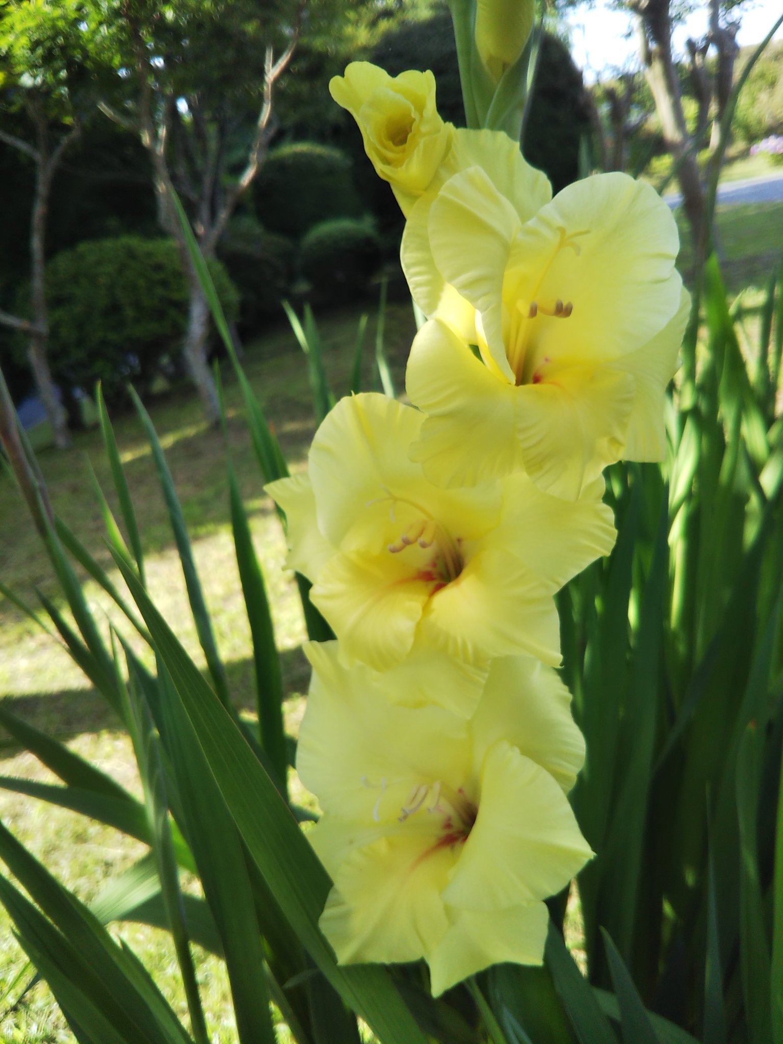 星の花 いわき 四季咲きのバラ 春に咲いて また咲き始めました いわきも晴れてます 空ネット ご安全に T Co P8435kbg9m Twitter