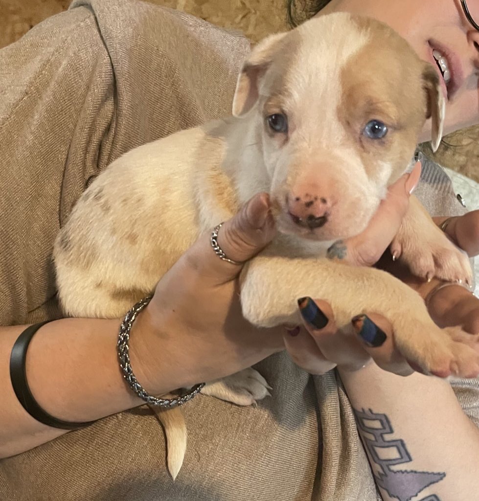 gormball's tweet photo. @stoolpresidente Need a hand naming this fella!!! 8 weeks old. Comes home July 4th. #ThanksPrez. https://t.co/pr7j46b0lb